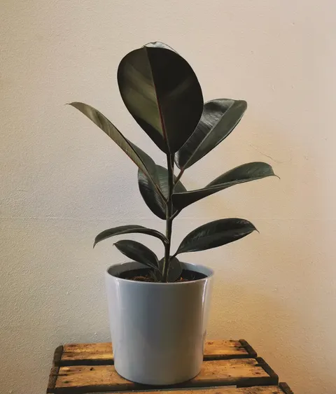 Ficus elastica rubber plant in ceramic pot, elegant indoor green houseplant for home and office decor