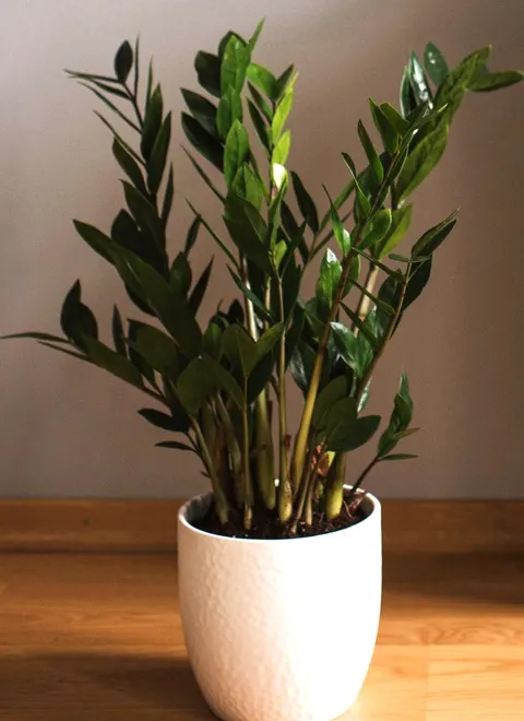Zamia zamiifolia plant in ceramic pot, glossy green indoor houseplant for home and office decor